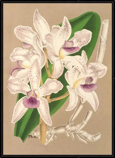 Картина Каттлея аметистоглоссная (1854-1896)