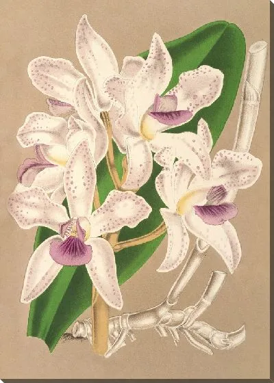 Картина Каттлея аметистоглоссная (1854-1896)
