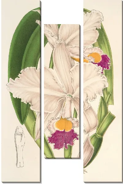 Картина Каттлея четырехцветная (1854-1896)
