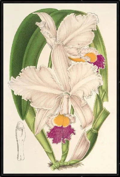 Картина Каттлея четырехцветная (1854-1896)