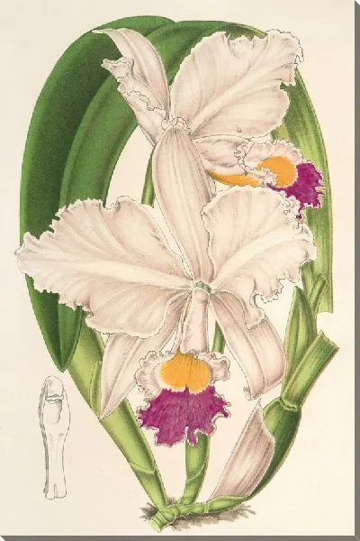 Картина Каттлея четырехцветная (1854-1896)