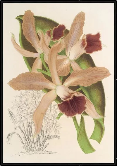 Картина Каттлея Элеганс Моррен (1854-1896)