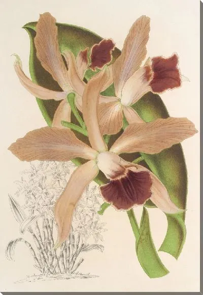 Картина Каттлея Элеганс Моррен (1854-1896)