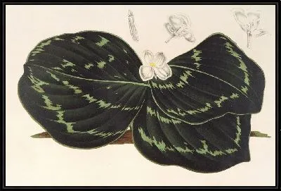 Картина Кемпферия Коскоэана (1854–1896)