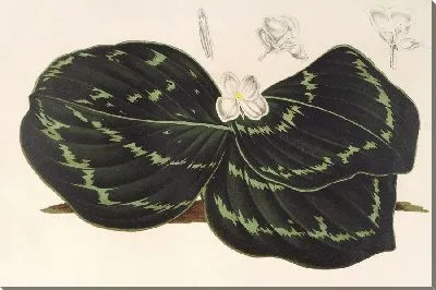 Картина Кемпферия Коскоэана (1854–1896)