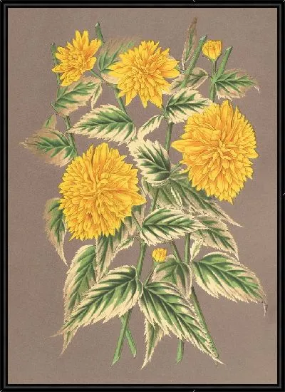 Картина Керия японская, вар. фол. аргентео-вариегатис (1854-1896)