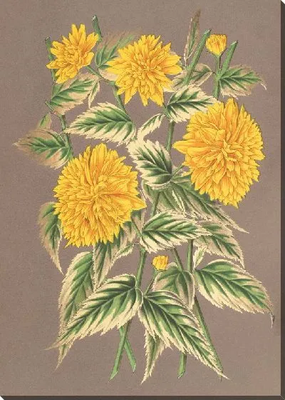 Картина Керия японская, вар. фол. аргентео-вариегатис (1854-1896)
