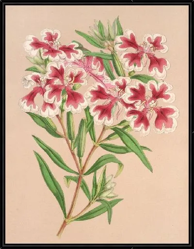 Картина Кларкия пульчелла вар. маргината (1854-1896)
