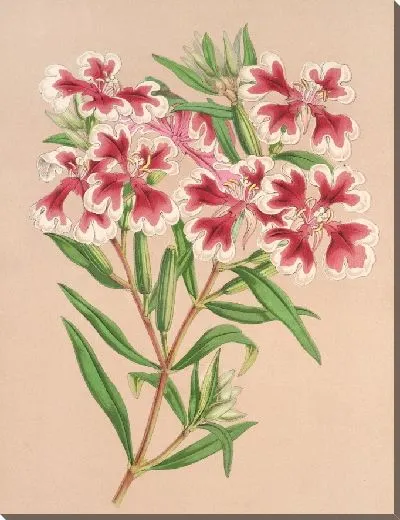 Картина Кларкия пульчелла вар. маргината (1854-1896)