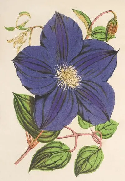 Картина Клематис Джекмани (1854-1896)