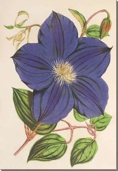 Картина Клематис Джекмани (1854-1896)