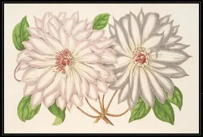 Картина Клематис Патенс (1854-1896)