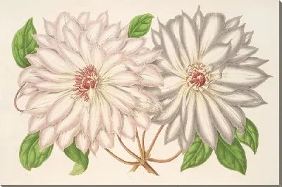 Картина Клематис Патенс (1854-1896)