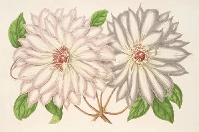 Картина Клематис Патенс (1854-1896)