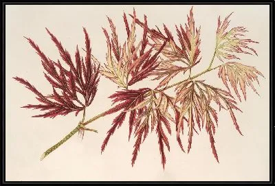 Клён (полиморфум) пальматум (1854-1896)