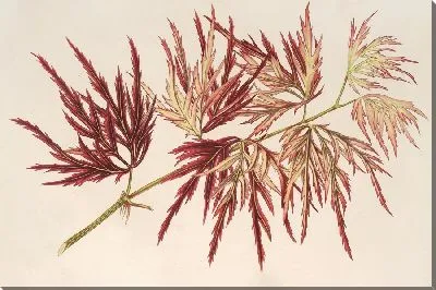 Клён (полиморфум) пальматум (1854-1896)