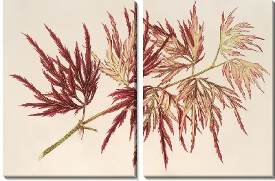 Клён (полиморфум) пальматум (1854-1896)