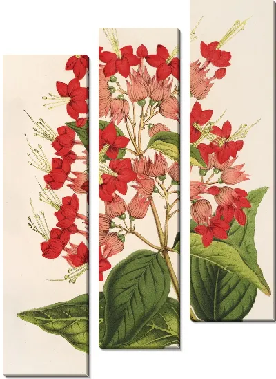 Картина Клеродендрум особенный (гибридум) (1854-1896)