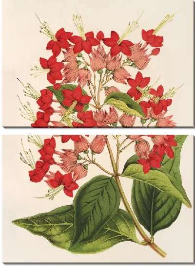Картина Клеродендрум особенный (гибридум) (1854-1896)
