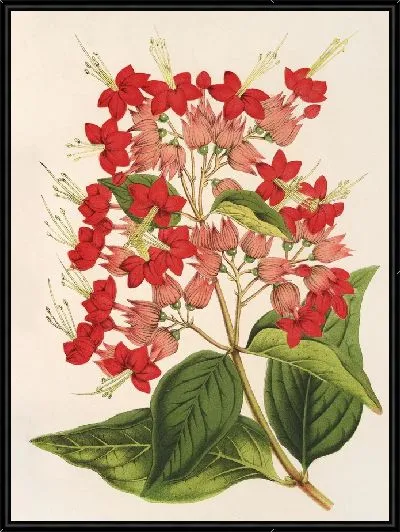 Картина Клеродендрум особенный (гибридум) (1854-1896)