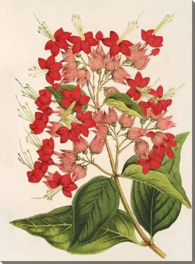 Картина Клеродендрум особенный (гибридум) (1854-1896)