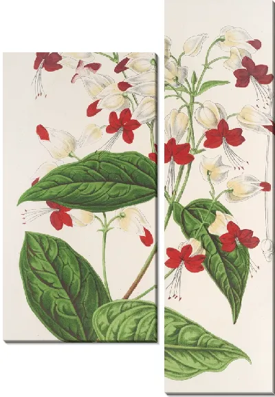 Картина Клеродендрум Томсон (1854-1896)