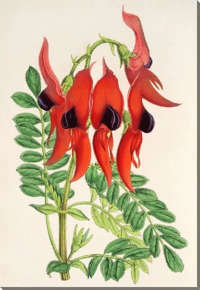 Картина Клиантус Дампьери (1854-1896)