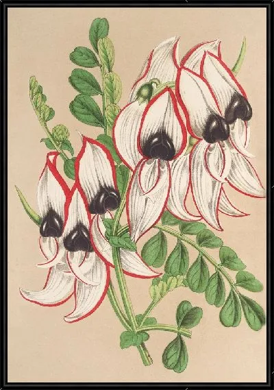 Картина Клиантус Дампьери (v. flore albo rubro-marginato) (1854-1896)
