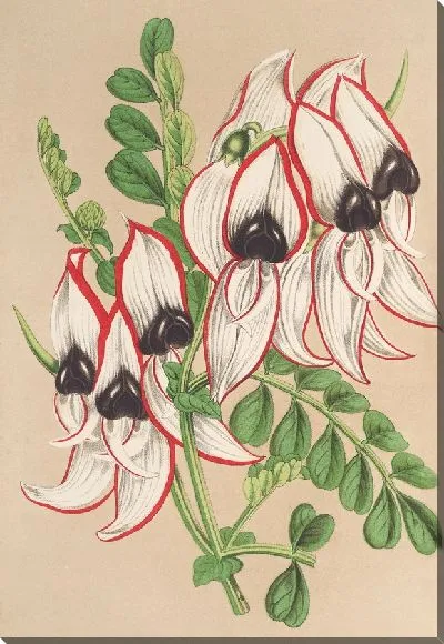 Картина Клиантус Дампьери (v. flore albo rubro-marginato) (1854-1896)