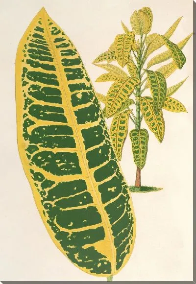 Картина Код меняется, меняется. Максим (1854-1896)