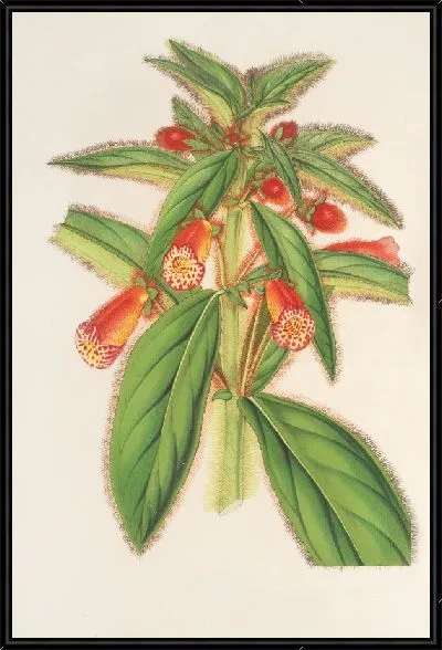 Картина Колерия шерстяная (1854-1896)