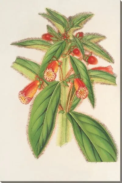 Картина Колерия шерстяная (1854-1896)