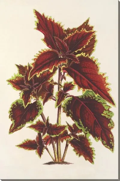 Картина Колеус Вершаффельта (1854-1896)