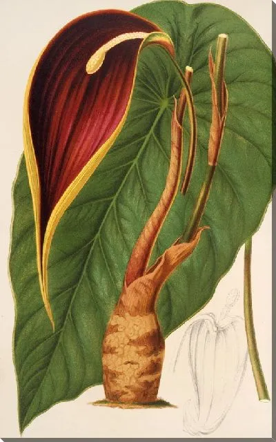 Картина Колония Стаднер (1854–1896)