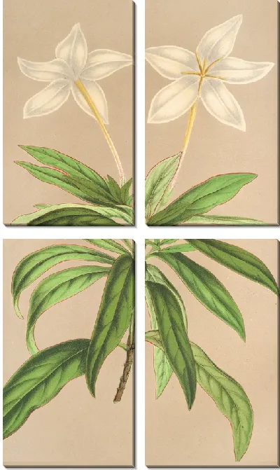 Картина Конкурирующая Линдения (1854-1896)