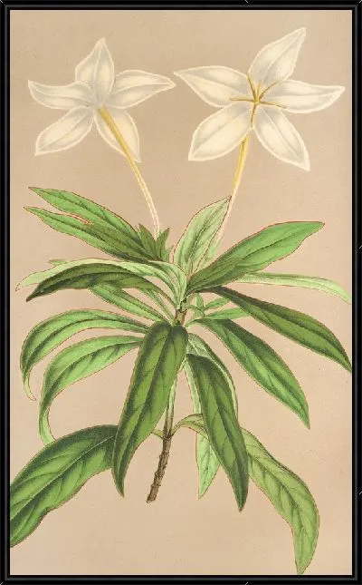 Картина Конкурирующая Линдения (1854-1896)