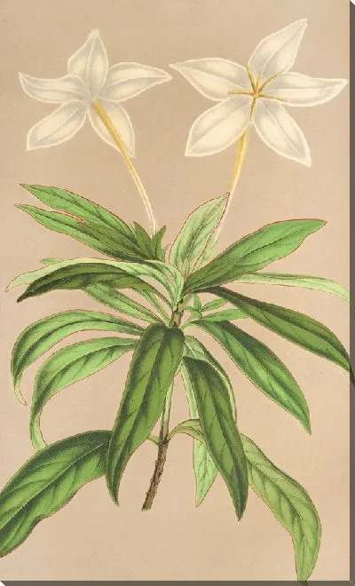 Картина Конкурирующая Линдения (1854-1896)