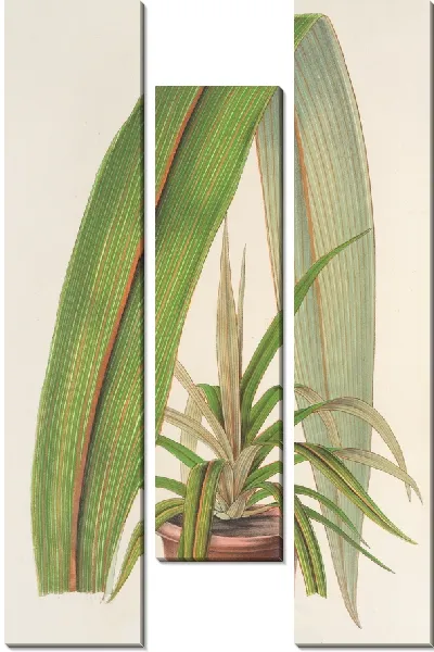 Картина Кордилина недельмая (1854-1896)