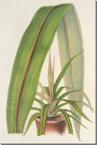 Картина Кордилина недельмая (1854-1896)