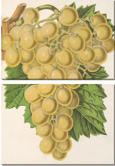 Картина Королевский виноградник (1854-1896)