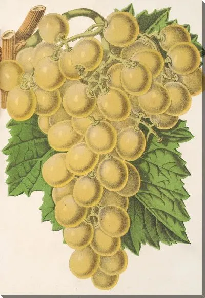 Картина Королевский виноградник (1854-1896)