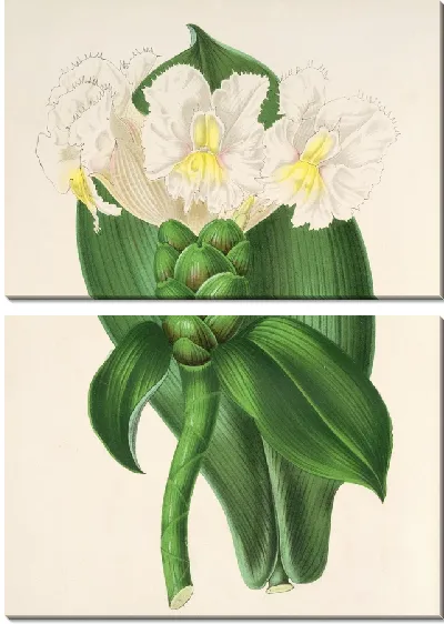 Картина Костус Вершаффельтиан (1854-1896)