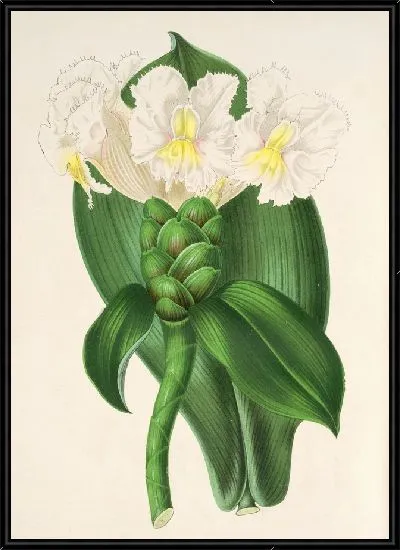Картина Костус Вершаффельтиан (1854-1896)