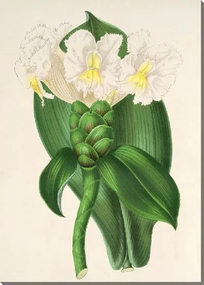 Картина Костус Вершаффельтиан (1854-1896)