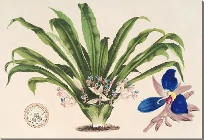 Картина Кохлиостема Якобианум (1854-1896)