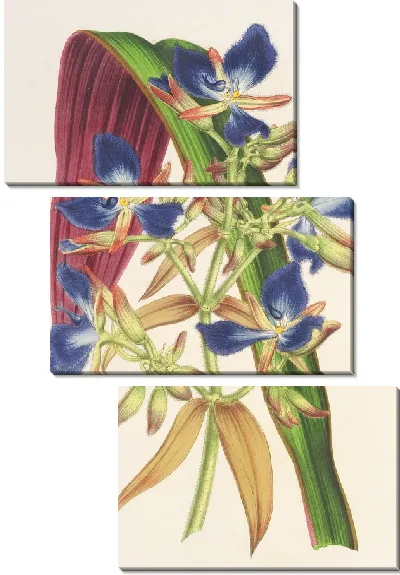 Картина Кохлиостения одорантиссимум (1854-1896)