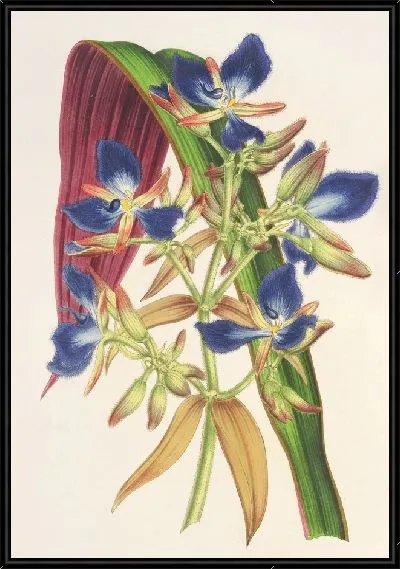 Картина Кохлиостения одорантиссимум (1854-1896)