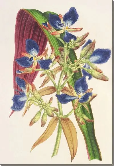 Картина Кохлиостения одорантиссимум (1854-1896)