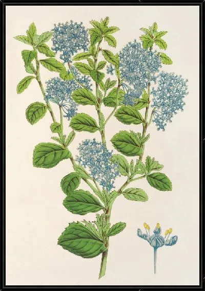 Картина Краснохвостый изящный (1854-1896)