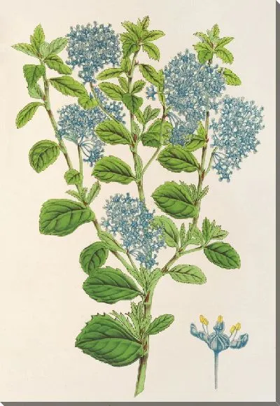Картина Краснохвостый изящный (1854-1896)